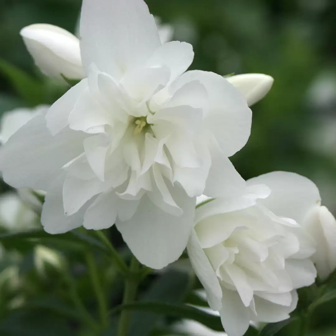 Close up of two white Snow Dwarf Philadelphus blooms